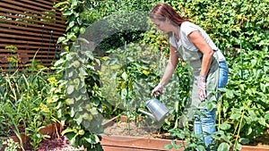 Woman gardener watering the crop of bell peppers with a metal watering can. Growing vegetables in raised beds made from wooden