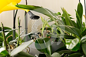 Woman gardener watering orchid flowers athome. houseplant care. housework and plants care concept. Home gardening, love of plants
