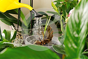 Woman gardener watering orchid flowers athome. houseplant care. housework and plants care concept. Home gardening, love of plants