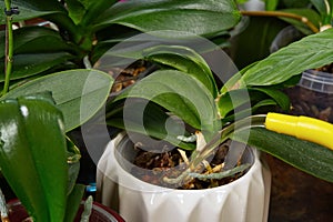 Woman gardener watering orchid flowers athome. houseplant care. housework and plants care concept. Home gardening, love of plants