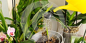 Woman gardener watering orchid flowers athome. houseplant care. housework and plants care concept. Home gardening, love of plants