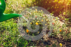 Woman gardener watering purslane flowers with watering can. Summer garden work