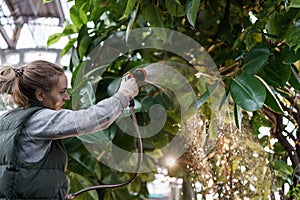 Woman gardener watering rubber tropical plant Ficus Elastica from garden hose, working in greenhouse