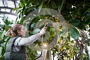 Woman gardener watering rubber tropical plant Ficus Elastica from garden hose, working in greenhouse