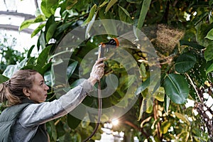 Woman gardener watering rubber tropical plant Ficus Elastica from garden hose, working in greenhouse