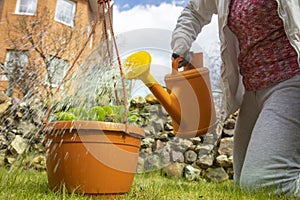 Woman gardener waters a pot of flowers from a watering can in the garden. no face