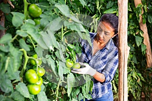 Woman gardener working on farm, checking tomato