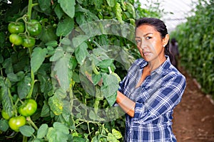 Woman gardener working on farm, checking tomato
