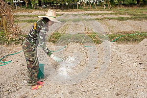 Woman gardeners put lime or calcium hydroxide into the soil to neutralize the acidity of the soil