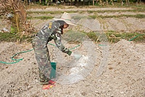 Woman gardeners put lime or calcium hydroxide into the soil to neutralize the acidity of the soil