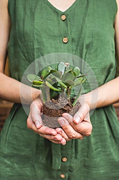 Woman gardeners transplanting jade plant, holding in hands ground with plant. Concept of home garden. Spring time. Taking care of