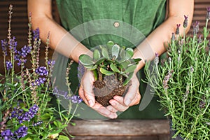 Woman gardeners transplanting jade plant, holding in hands ground with plant. Concept of home garden. Spring time. Taking care of