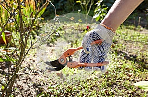 Woman gardening in backyard. Womans hands with secateurs cutting off wilted flowers on rose bush