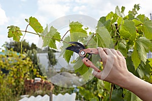 Womans hands with secateurs cutting off wilted leafs on grapevine