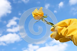 Woman in gardening glove holding rose against blue sky with clouds, closeup. Space for text