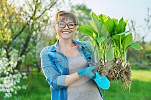 Woman in gardening gloves holding bush of hosta plant with roots for dividing planting