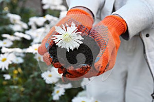 Woman in gardening gloves holding pile of soil with flower outdoors, closeup