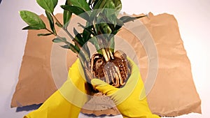 Woman in gardening gloves preparing a plant for transplanting. zamioculcas, zamiifolia, zz plant roots