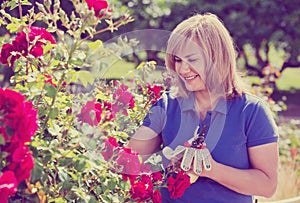 Woman gardening red roses and holding horticultural tools on sun