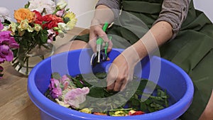 Woman with gardening shears cutting roses
