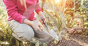 Woman gardening during sunny day in backyard garden - Girl picking up vegetables at sunset in spring time outdoor - Focus on girl