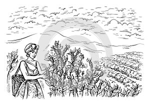 Woman gatherer harvests coffee at coffee plantation landscape in graphic style hand-drawn vector