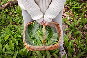 Woman is gathering Wild Garlic and holding basket in woodland