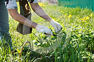 A woman gathers fresh nettles