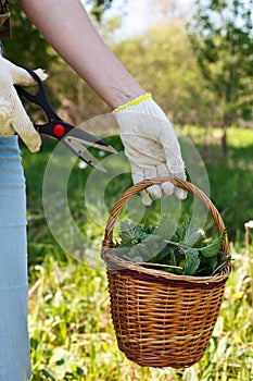 A woman gathers fresh nettles