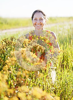 Woman gathers Hypericum