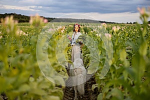 Woman gathers tobacco leaves on plantation