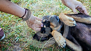 Woman is gently stroking mongrel dog outdoor, close-up