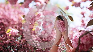 Woman gently touch bunch of lush cherry flowers on branch, bright sun light shine on background. Woman hands gently