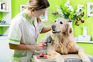 Woman getting Golden Retriever fur care at dog parlour photo