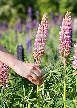 Woman getting Pink Lupines on the green grass on a sunny day