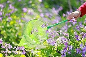 A woman girl hold green net pocket to catch insects purple flower in summer spring park outdoor at a sunny day capture Butterfly