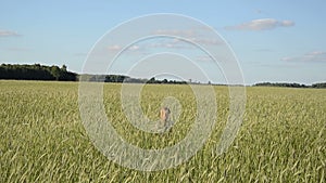Woman girl wheat field