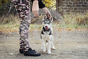 Woman gives a command to her dog puppy Siberian Husky in the autumn park. Dog training