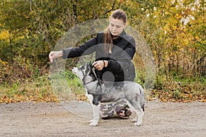 Woman gives a command to her dog puppy Siberian Husky in the autumn park. Dog training