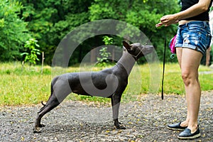 Woman gives a command to her Mexican Hairless Dog. Dog training