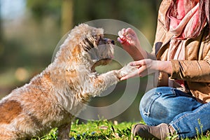 Woman gives dog a treat and gets the paw