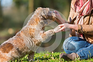 Woman gives dog a treat and gets the paw