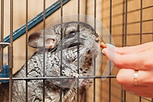 Woman gives a nut to her beloved chinchilla. chinchilla sitting in a cage