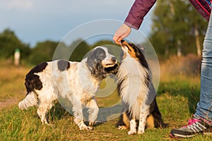 Woman gives a sheltie and cocker spaniel a treat