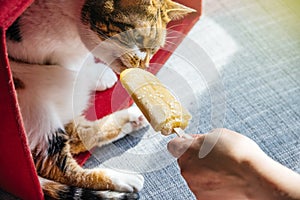 Woman giving ice-cream to furry cat