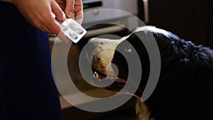 Woman giving pill to cute Bernese mountain dog at home, closeup. Vitamins for animal