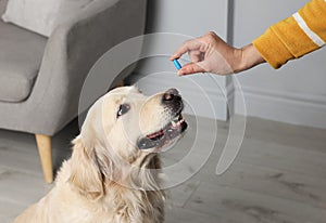 Woman giving pill to cute dog at home, closeup. Vitamins for animal