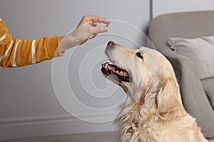 Woman giving pill to cute dog at home, closeup. Vitamins for animal