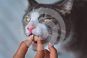 Woman giving a pill to sick domestic cat. Medicine for pets. Vitamins for animals. Anthelmintic for pets. photo