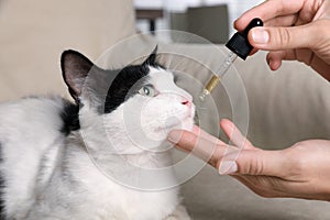 Woman giving tincture to cat at home, closeup